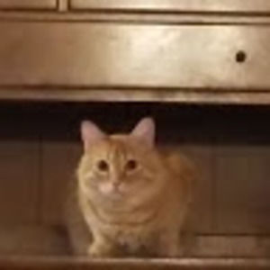 Meet your Posher, Liz